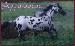 Wakon Appaloosa Horses